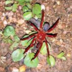 বাংলায় পাওয়া গেলো ২০০ মিলিয়ন বছরের পুরানো মাকড়সার প্রজাতি