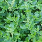 কিডনির সমস্যায় ভুগছেন, তুলসী গাছে হতে পারে কামাল