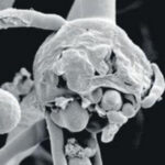 কোভিডের মাঝে ছড়াচ্ছে ‘black fungus’ সংক্রমণ, এর উপসর্গ গুলি কি কি, জেনে নিন বিস্তারিত