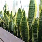 ৩ টি ঘরোয়া গাছ যা ২৪ ঘণ্টা অক্সিজেন সরবরাহ করে, যেনে নিন