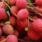 রোগ প্রতিরোধ করতে ও সুস্বাস্থ্যতা বজাই রাখতে খান লিচু, দেখে নিন এর আরও পুষ্টি গুন