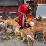 রাস্তার কুকুরদেরও খাওয়ার অধিকার রয়েছে, ঐতিহাসিক রায় দিল্লি হাইকোর্টের