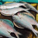 বাংলাকে দুর্গাপুজোর আগে পদ্মার ২,৮০০ মেট্রিক টন ইলিশ উপহার বাংলাদেশের