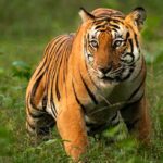 জিম করবেট ন্যাশনাল পার্কের নাম পরিবর্তন করে হতে চলেছে রামগঙ্গা জাতীয় উদ্যান