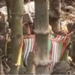 বাঁশ বাগানে লুকনো বস্তা! খুলতেই খুলতেই পাওয়া গেল তাজা বোমা