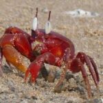 দিঘায় বেড়াতে এসে মর্মান্তিক পরিণতি! কাঁকড়া খেয়ে মৃত্যু রামপুরহাটের তরুণীর