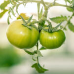 সবুজ টমেটো ভিটামিন এ, সি এর ভাণ্ডার, রক্ত জমাট বাঁধার মতো ৫ টি রোগ থেকে মুক্তি দেবে