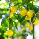 ডায়াবেটিসের জন্য লেবু কতটা উপকারী, জেনে নিন বিশেষজ্ঞদের মতামত