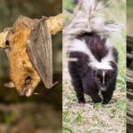 জলাতঙ্ক সংক্রমণ শুধুমাত্র কুকুর থেকে নয়, এই প্রাণীদের কামড় থেকেও হতে পারে