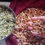 অঙ্কুরিত ছোলা এবং মুগ খাওয়া এই 6 টি স্বাস্থ্য উপকারিতা, আজ থেকেই এগুলিকে যোগ করুন আপনার ডায়েটের