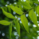 এটি স্বাদে তেতো হলেও নিমপাতার উপকারিতা আশ্চর্যজনক, আসুন জেনে নেওয়া যাক