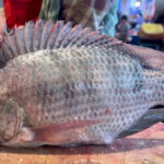 তেলাপিয়া খাওয়ার আগে সাবধান! মাছ খেয়ে কেটে ফেলতে হলো মহিলার হাত-পা