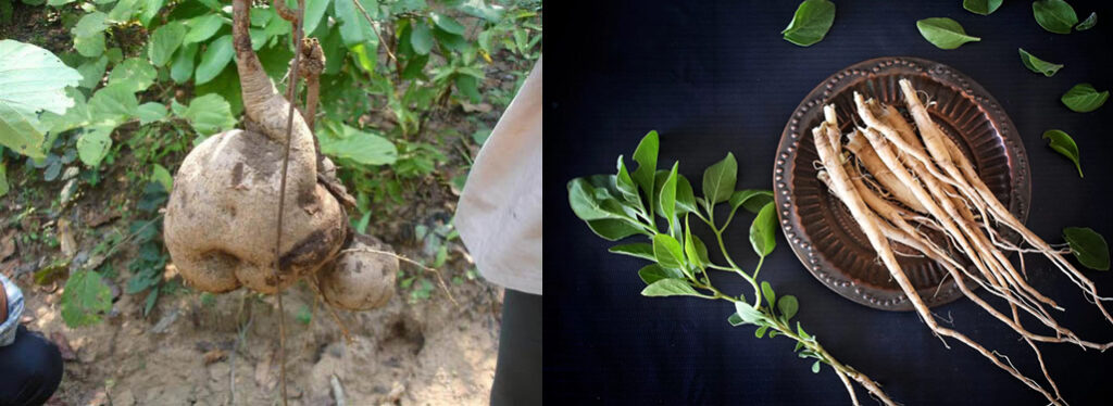 অশ্বগন্ধা ও বিদারিকান্ডো একসঙ্গে খান, পুরুষরা পাবেন অনন্য উপকার