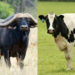 গরু বা মহিষের দুধ, স্বাস্থ্যের জন্য কি বেশি উপকারী? জেনে নিন পুষ্টিগুণ
