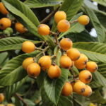 Loquat এর স্বাস্থ্য উপকারিতা এবং আপনার ডায়েটে এটি কীভাবে উপভোগ করবেন