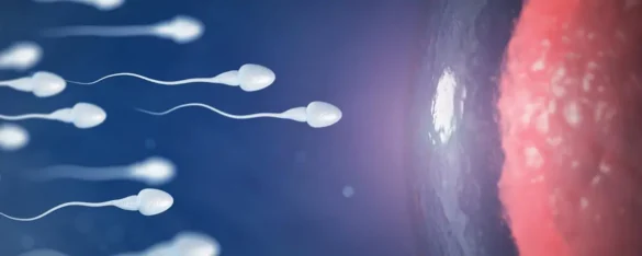 Nuts and garlic seeds, antioxidant-rich foods that help improve sperm health for men