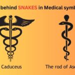 মেডিকেল সিম্বল ও সাপের মধ্যে কি সম্পর্ক, কেন লাঠির চারপাশে দুটি সাপ জড়িয়ে থাকে?