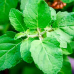 তুলসি গাছ: মাত্র এক নয় পাঁচ রকমের তুলসী, জেনে নিন উপকারিতা