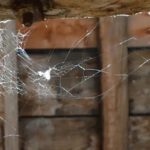 বাড়ির চারদিক থেকে মাকড়সার জাল উঁকি দিচ্ছে, ঘরোয়া উপায়ে তাড়ান মাকড়সা