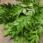 স্বাস্থ্য বিষয়ে কারি পাতা বেশ উপকারী, জেনে নিন এর অলৌকিক উপকারিতা