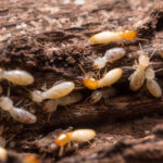 আপনি কি বর্ষাকালে উইপোকা কারণে সমস্যায় পড়েছেন, বিছানা এবং আসবাবপত্রের কিছুই রেখে যাচ্ছেন না? রইল কিছু ঘরোয়া প্রতীকার