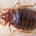 ছারপোকার জ্বালায় অস্থির? জেনে নিন কীভাবে ঘরে বসেই এর থেকে মুক্তি পাবেন