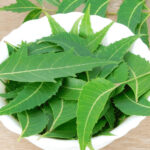 খালি পেটে নিম পাতা চিবিয়ে খেলে পাওয়া যাবে এই ৫টি উপকার