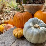 ব্লাড সুগার, বিপি এবং কোলেস্টেরল নিয়ন্ত্রণে কুমড়ো একটি সুপারফুড কেন?