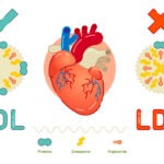 একটি সুস্থ হার্টের জন্য ভাল(hdl) এবং খারাপ কোলেস্টেরলের(ldl) ভারসাম্য বজায় রাখবেন কিভাবে?