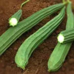 এই বিখ্যাত সবজিটি লিভারকে সুস্থ রাখে, যদি আপনি এটি আপনার প্রতিদিনের খাদ্যতালিকায় অন্তর্ভুক্ত করেন