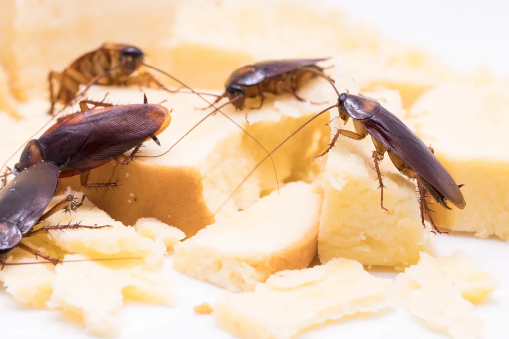 ঘরে তেলাপোকার কারণে হতে পারে ৫ টি মারাত্মক রোগ, জানুন বিস্তারিত