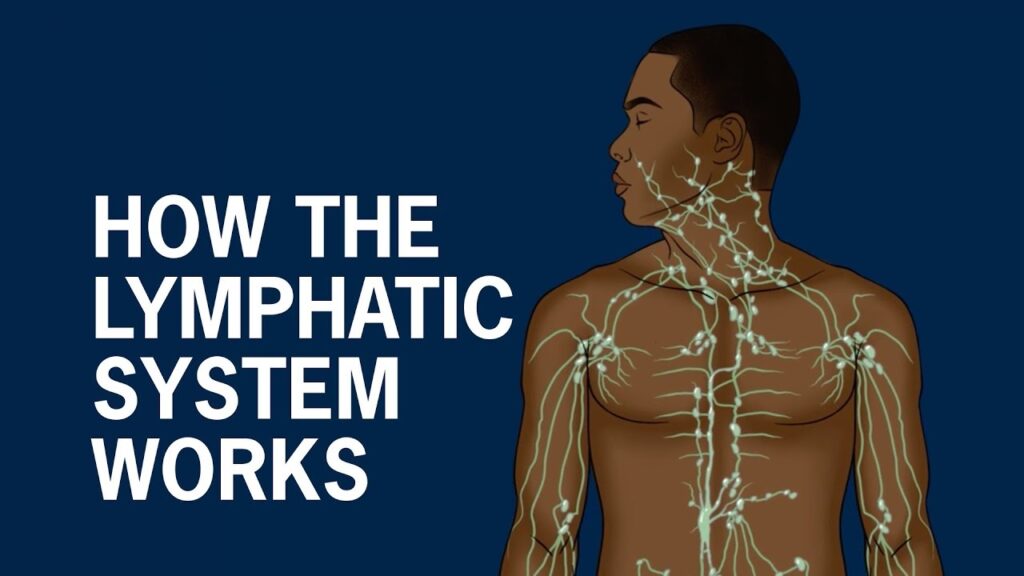 লিম্ফ্যাটিক সিস্টেম কি? শরীরে ৭টি এমন লক্ষণ যা বন্ধ থাকার ইঙ্গিত দিতে পারে, জানুন