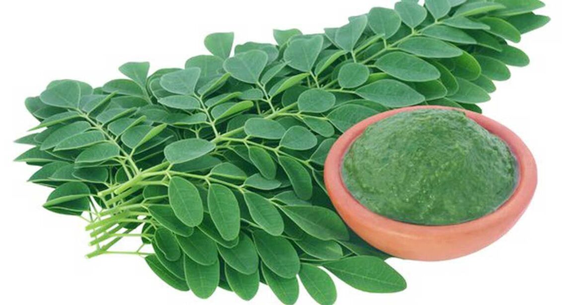 Is Moringa Powder as Effective as Moringa Leaves and Data? Find Out