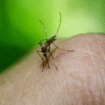 যদি একটি মশা একজন hiv আক্রান্ত রোগীকে কামড়ায় এবং অন্য একজনকে কামড়ায়, তাহলে কি ভাইরাস ছড়ায়, বিশেষজ্ঞরা কি বলেন জানেন?