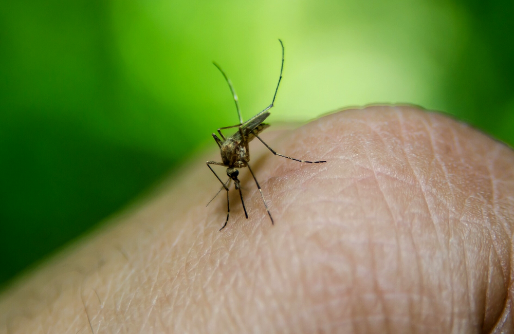 Can mosquitoes spread HIV? know what experts say