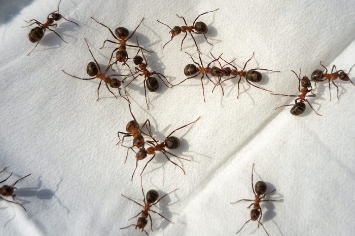Do ants nest all over the house? Will home remedies work?