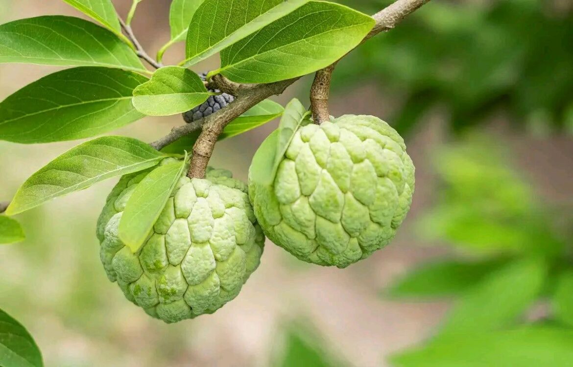 Custard apple is full of medicinal properties, it quickly reduces stubborn fat accumulated in the body.