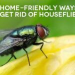 ঘরে মাছি নিয়ে কি আপনার সমস্যা? এই ঘরোয়া প্রতিকারগুলি দিয়ে এর থেকে মুক্তি পান