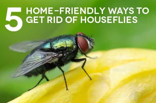 Are you having a problem with flies in your house? Get rid of them with these home remedies