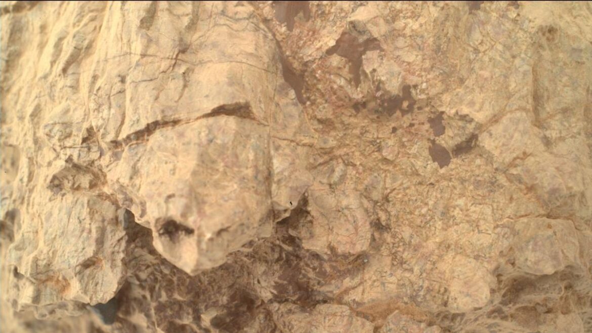 Turtle-shaped rock found on Mars, NASA's Perseverance rover's biggest discovery
