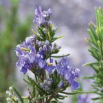 রোজমেরি স্মৃতিশক্তি দুর্বলতা এবং চুল পড়ার সমস্যা দূর করবে, জানুন