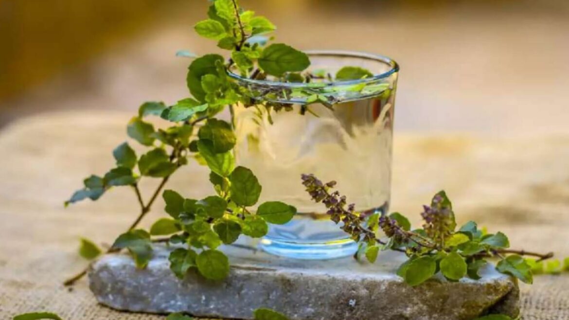 Drinking Tulsi water on an empty stomach in the morning gives you these 5 nectar-like health benefits!