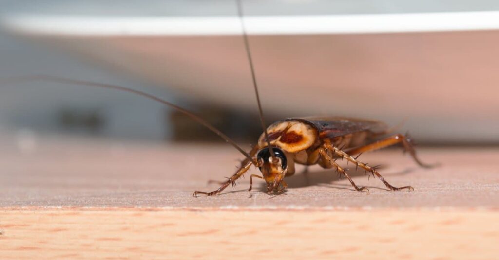 ঘরে তেলাপোকার উপদ্রব বেড়েছে, ৫টি ঘরোয়া প্রতিকার দিয়ে এটি থেকে মুক্তি পান।