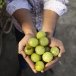 আপনার প্রতিদিনের খাদ্যতালিকায় রাখুন আমলকী, পান ৫ স্বাস্থ্য উপকারিতা যা আপনি উপেক্ষা করতে পারবেন না