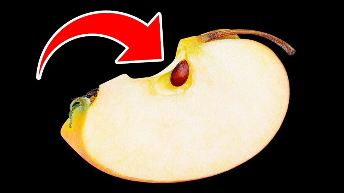 What happens if you swallow apple seeds, Learn important information about this.