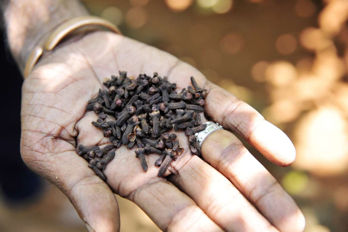 clove oil is a medicine to stop hair fall and dandruff