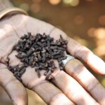 চুল পড়া, খুশকি দূর হবে, চুল লম্বা ও কালো হবে, লবঙ্গ চুল পড়া বন্ধ করার জন্য একটি ঔষধ। জানুন