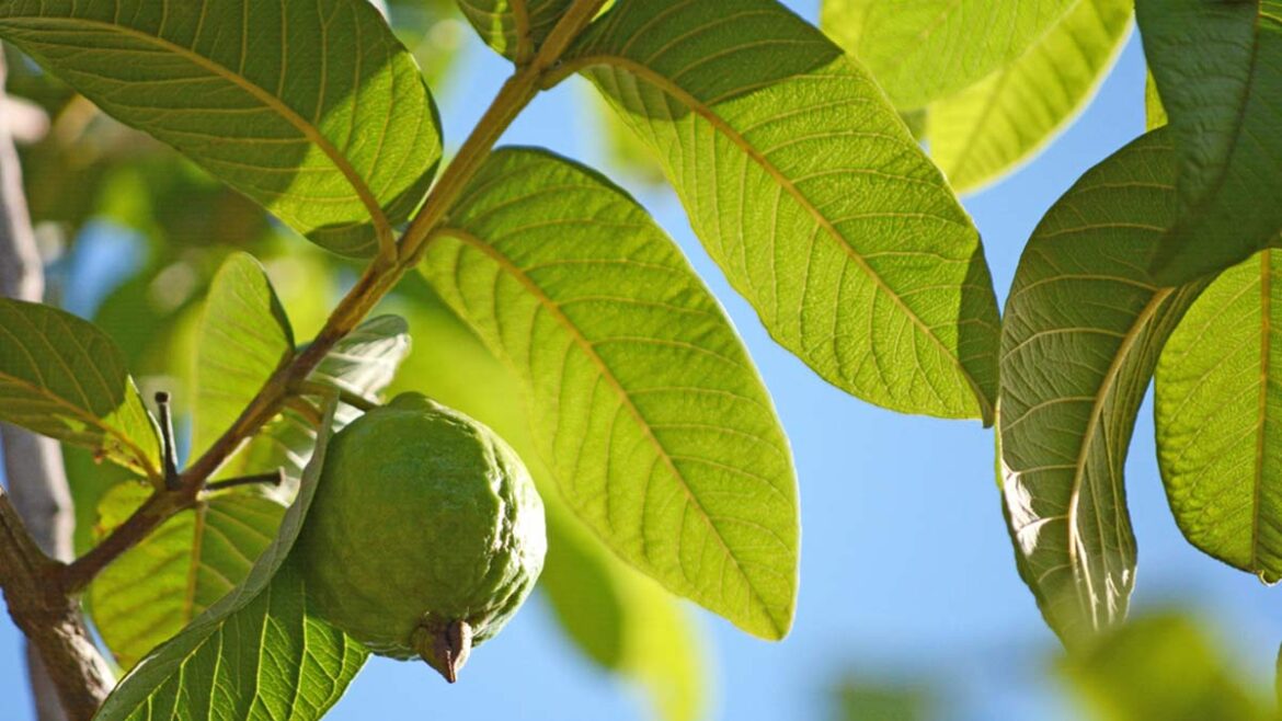 Guava leaves on an empty stomach for weight loss, blood sugar levels and boosting immunity