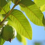 ওজন কমানো, রক্তে শর্করার মাত্রা এবং রোগ প্রতিরোধ ক্ষমতা বৃদ্ধির জন্য খালি পেটে পেয়ারা পাতা