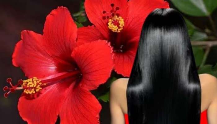 This flower will turn your white hair black from root to tip, just mix it with yogurt and apply it once.